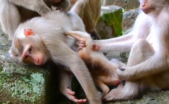 A newborn monkey named Alfie is seen near his mother Amanda while a larger monkey approaches. The scene captures a tense moment as family members react to protect the vulnerable infant.