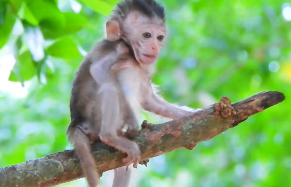 Baby monkey Eleno carefully climbs through tree branches while searching for his mother, Ellen. Looking worried and determined, the young monkey explores the forest canopy hoping to reunite with her.