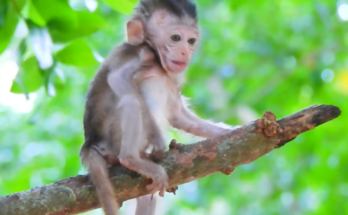 Baby monkey Eleno carefully climbs through tree branches while searching for his mother, Ellen. Looking worried and determined, the young monkey explores the forest canopy hoping to reunite with her.