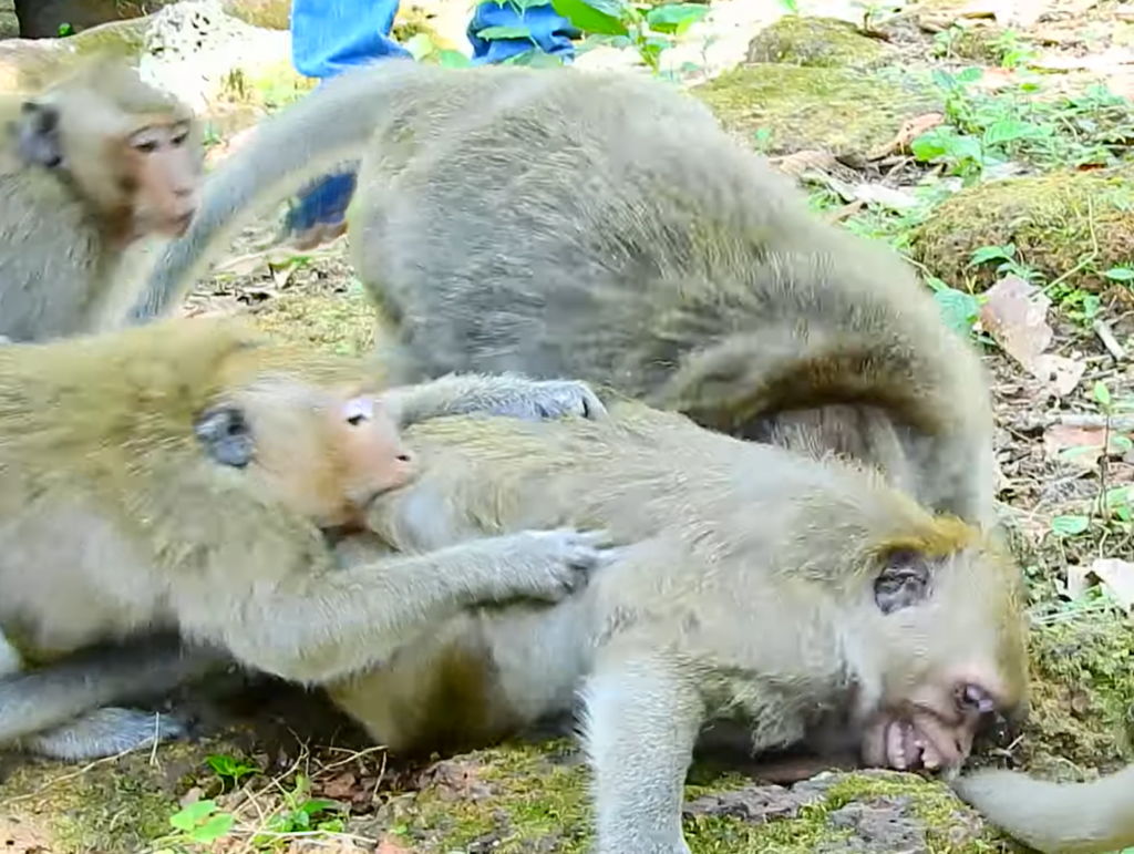 A devoted mother monkey named Dana carefully protects and comforts her baby, demonstrating strong maternal instincts and an extraordinary bond between mother and child.