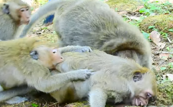 A devoted mother monkey named Dana carefully protects and comforts her baby, demonstrating strong maternal instincts and an extraordinary bond between mother and child.