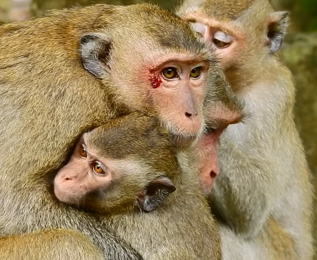 A group of monkeys appears to be engaged in a serious and animated interaction. Their expressive faces and body language create a humorous scene that looks like an important discussion or disagreement taking place in Monkeyville.
