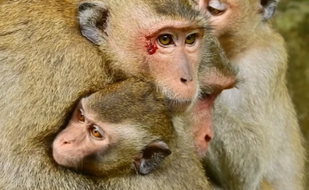 A group of monkeys appears to be engaged in a serious and animated interaction. Their expressive faces and body language create a humorous scene that looks like an important discussion or disagreement taking place in Monkeyville.