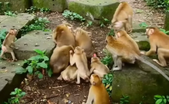 Four monkeys named Rose, Benita, Luna, and Libby engage in a dramatic confrontation, appearing to wrestle and chase each other during an energetic dispute.