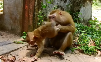 A young baby monkey sits alone while looking toward its mother, appearing to seek comfort, attention, and affection. The emotional scene highlights the challenges faced by vulnerable young animals.