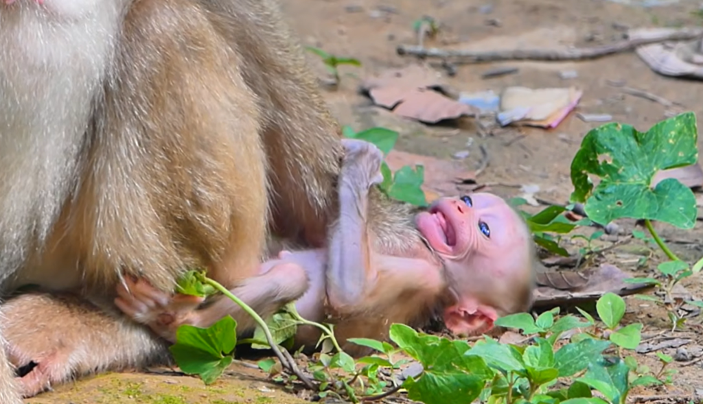 Young mother Amanda gently encourages her young son, Baby Alfie, to become more independent while he seeks comfort and reassurance during a tender family moment.