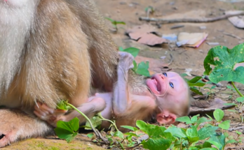Young mother Amanda gently encourages her young son, Baby Alfie, to become more independent while he seeks comfort and reassurance during a tender family moment.