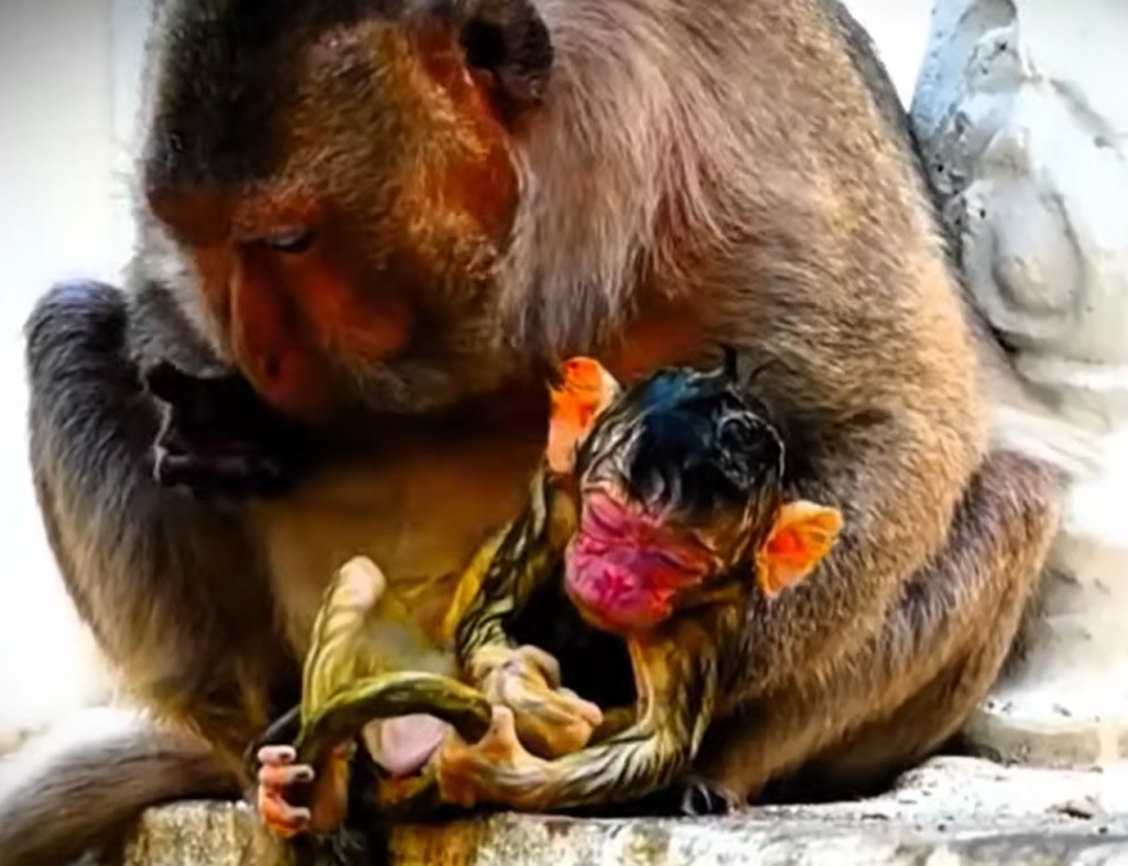 A wild macaque mother carefully struggles through the natural process of giving birth, demonstrating remarkable strength and determination as new life begins.
