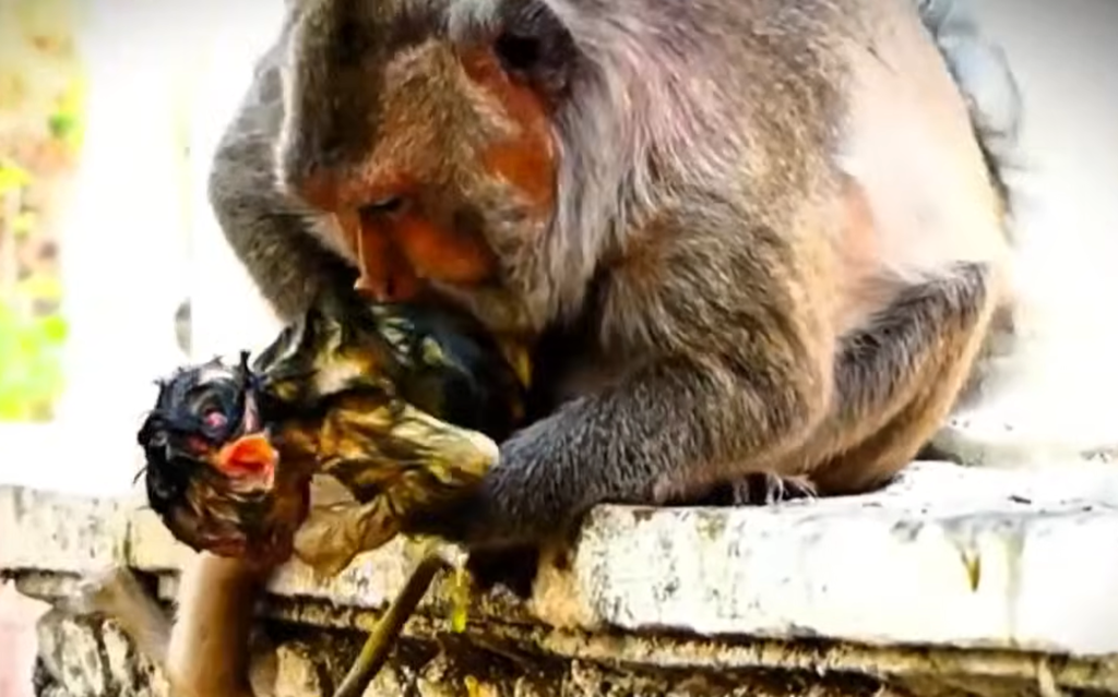 A wild macaque mother carefully struggles through the natural process of giving birth, demonstrating remarkable strength and determination as new life begins.