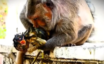 A wild macaque mother carefully struggles through the natural process of giving birth, demonstrating remarkable strength and determination as new life begins.