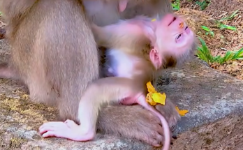A newborn baby monkey with unusual-looking eyes rests close to its mother during an emotional moment in the wild.