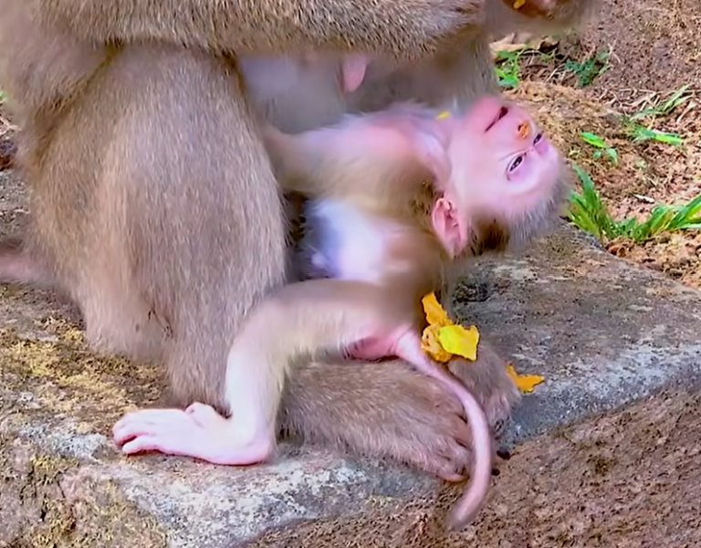 A Baby Monkey Faces an Unexpected Challenge