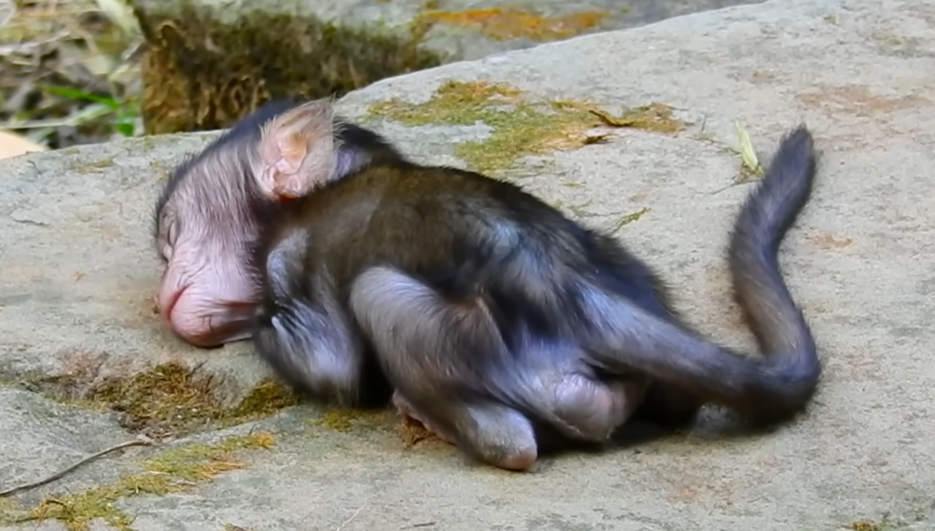 Baby Monkey Daniela Looked So Lonely—One Quiet Moment Broke Everyone’s Heart