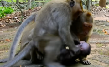 “Baby monkey Daniela finds a quiet moment of comfort as she drifts to sleep beside another troop member.”