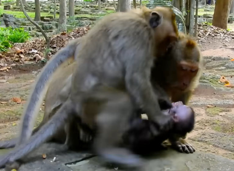 Baby Daniela Searches for Comfort From Her Family