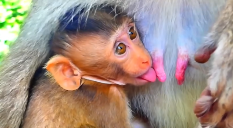 A Young Monkey’s Funny Weaning Journey