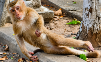 A young monkey named MOKA lies on the ground after an apparent electric shock. She slowly tries to stand despite looking weak and frightened, then searches for her mother, creating an emotional scene of determination and hope.