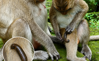 A small monkey in the wild with an unusually large leech attached to its body, highlighting a difficult moment of survival in nature.