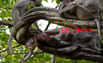A baby monkey accidentally falls from a tall tree while its mother waits below. The mother quickly reaches out and safely catches the baby before it can hit the ground, showing remarkable maternal instinct and care.