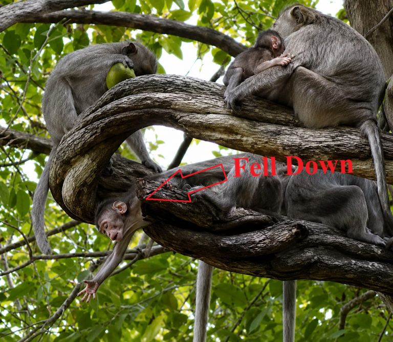 A Little Monkey Slips From a High Tree