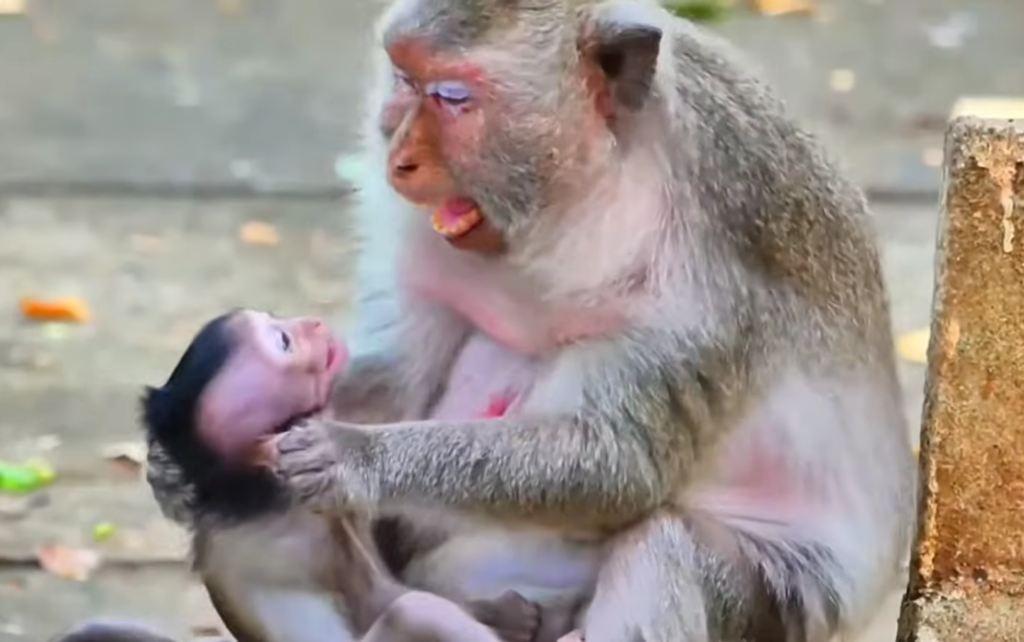 A female monkey named Daniela after a serious encounter in the wild, showing visible injuries while resting quietly. The image documents a difficult moment in her survival journey and reflects the harsh realities of life in nature.