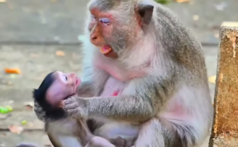 A female monkey named Daniela after a serious encounter in the wild, showing visible injuries while resting quietly. The image documents a difficult moment in her survival journey and reflects the harsh realities of life in nature.