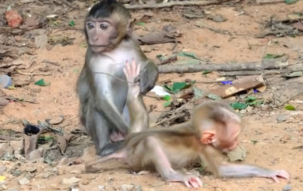 Amanda, a caring mother monkey, gently comforts baby monkey Alfie as they share a tender emotional moment surrounded by nature. Their close bond highlights love, trust, and family in the wild.