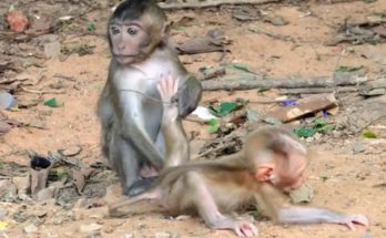Amanda, a caring mother monkey, gently comforts baby monkey Alfie as they share a tender emotional moment surrounded by nature. Their close bond highlights love, trust, and family in the wild.