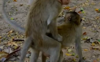A young infant monkey clings closely to its caring mother in a natural forest setting. The baby is still too small to live independently and relies on its mother's protection and comfort while growing.
