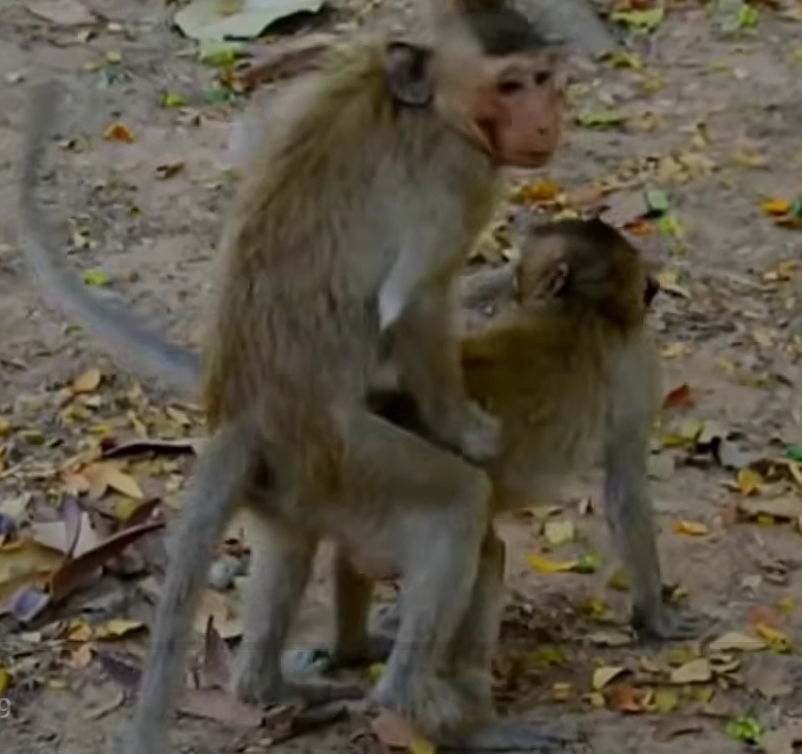 A young infant monkey clings closely to its caring mother in a natural forest setting. The baby is still too small to live independently and relies on its mother's protection and comfort while growing.
