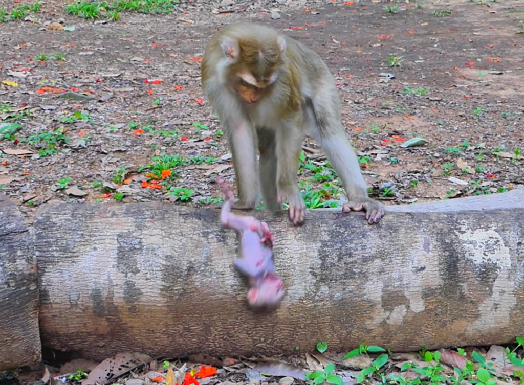 A baby monkey named Alfie lies on the ground after an apparent fall while nearby monkeys observe the situation. The emotional scene highlights concern for the young monkey and the uncertainty of what happens next.