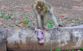 A baby monkey named Alfie lies on the ground after an apparent fall while nearby monkeys observe the situation. The emotional scene highlights concern for the young monkey and the uncertainty of what happens next.