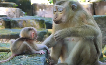 A monkey named Amanda carefully approaches Metrey and baby Meta while observing them closely. The touching interaction captures a quiet moment of curiosity and emotion in a natural outdoor setting.