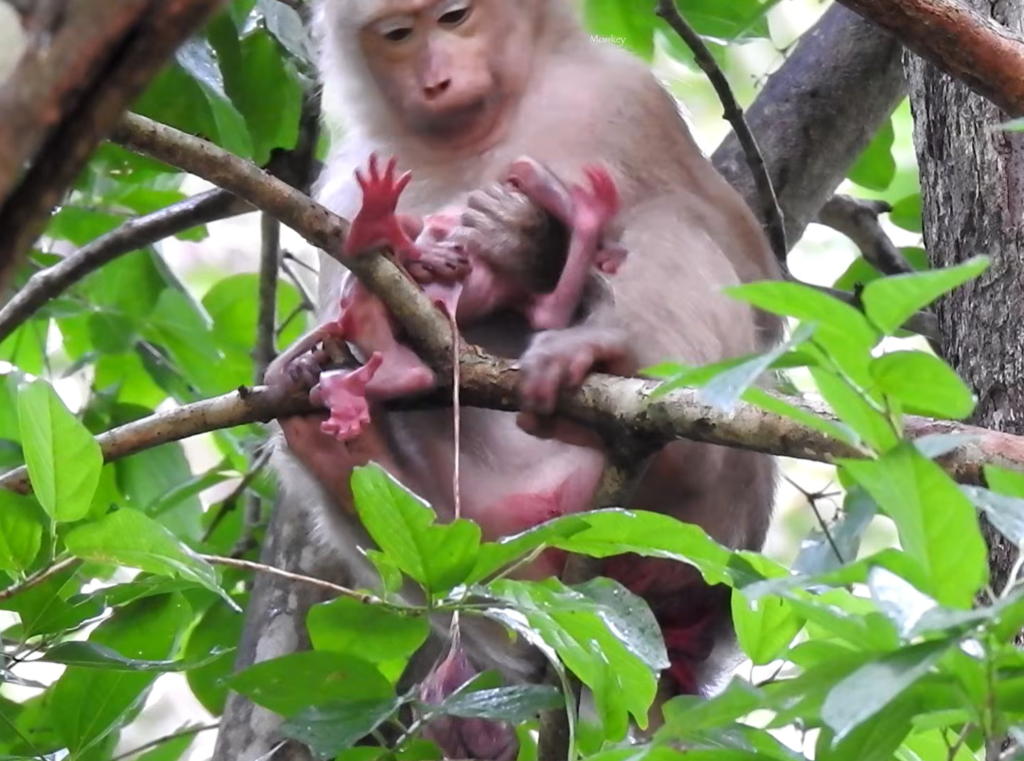 A rare wildlife scene showing a mother macaque giving birth naturally while perched safely on a tree branch. The newborn baby macaque emerges and is gently cared for by its mother in its first moments of life, surrounded by the lush green forest.