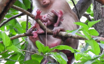 A rare wildlife scene showing a mother macaque giving birth naturally while perched safely on a tree branch. The newborn baby macaque emerges and is gently cared for by its mother in its first moments of life, surrounded by the lush green forest.