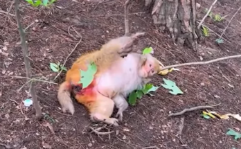 ❤️ Every birth tells a story of strength. Witness the powerful moment a mother monkey brings her baby into the world. Nature is truly incredible. 🐒👶