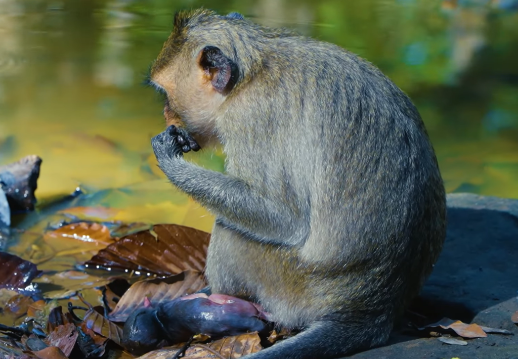 A first-time mother monkey carefully gives birth to her newborn baby in a natural outdoor setting. She appears alert and nervous as she welcomes her infant into the world during this remarkable wildlife moment.