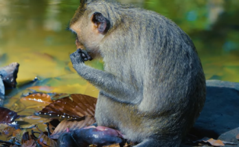 A first-time mother monkey carefully gives birth to her newborn baby in a natural outdoor setting. She appears alert and nervous as she welcomes her infant into the world during this remarkable wildlife moment.