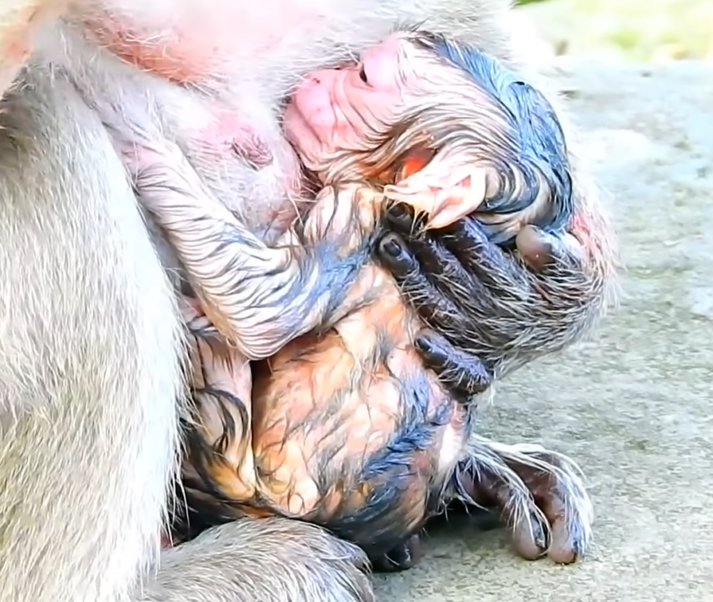 A mother monkey named Popeye gently holds her newborn baby shortly after giving birth at 5:18 PM. The tiny infant clings closely to its mother while members of the Amari monkey group remain nearby in a peaceful natural setting. This heartwarming wildlife moment celebrates the arrival of the group's newest baby.