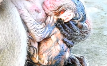 A mother monkey named Popeye gently holds her newborn baby shortly after giving birth at 5:18 PM. The tiny infant clings closely to its mother while members of the Amari monkey group remain nearby in a peaceful natural setting. This heartwarming wildlife moment celebrates the arrival of the group's newest baby.