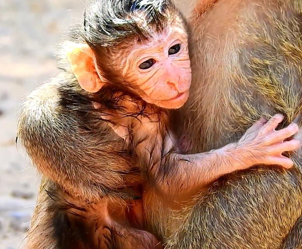 A mother monkey named Maria gently holds her newborn baby shortly after giving birth. The tiny infant clings closely to its mother as members of the Amari group remain nearby. The touching moment celebrates the arrival of the group's newest member in a peaceful natural setting.
