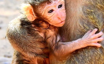 A mother monkey named Maria gently holds her newborn baby shortly after giving birth. The tiny infant clings closely to its mother as members of the Amari group remain nearby. The touching moment celebrates the arrival of the group's newest member in a peaceful natural setting.