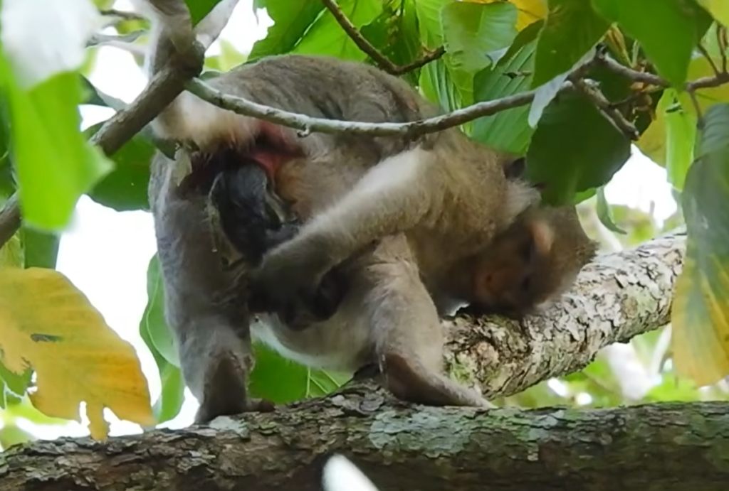 Mother monkey giving birth naturally on a tree branch while her newborn baby instinctively clings to her body and opens its eyes for the first time in the wild.