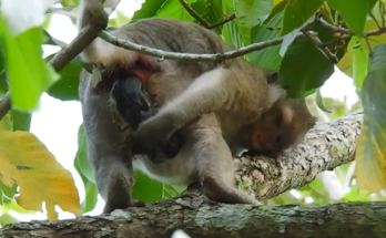 Mother monkey giving birth naturally on a tree branch while her newborn baby instinctively clings to her body and opens its eyes for the first time in the wild.