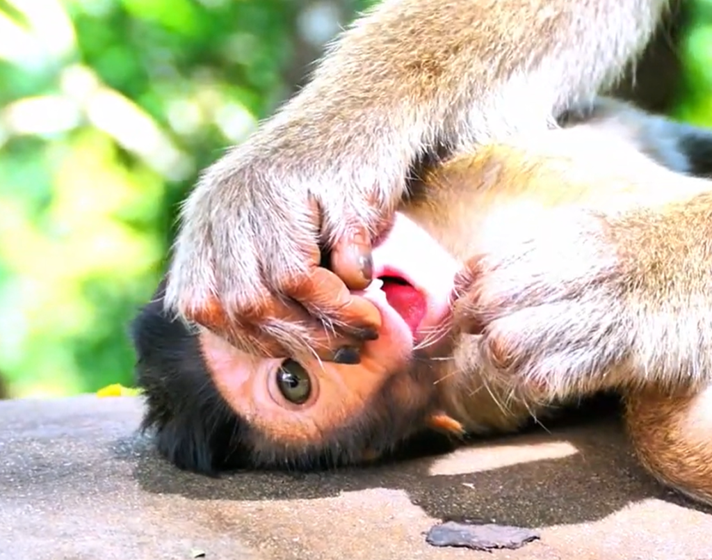 Tiny baby monkeys play gently among the trees while adorable newborn monkey babies stay close to their family, creating heartwarming moments full of curiosity, affection, and natural wildlife behavior.
