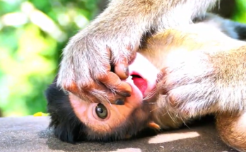 Tiny baby monkeys play gently among the trees while adorable newborn monkey babies stay close to their family, creating heartwarming moments full of curiosity, affection, and natural wildlife behavior.