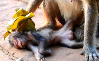 A mother monkey named Alpha Jollyrol gently holds her newborn after giving birth. The emotional scene reflects the bond between mother and baby during a heartbreaking moment in the wild, highlighting both the beauty and fragility of nature.