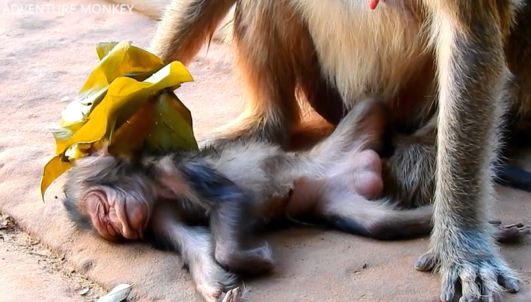 A Sad Day for Alpha Jollyrol After a Difficult Birth