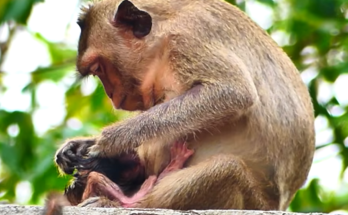 A young mother monkey carefully gives birth to a very small newborn baby monkey while resting in a natural outdoor setting. The newborn appears tiny and fragile as the mother stays close, showing the first moments of maternal care in the wild.