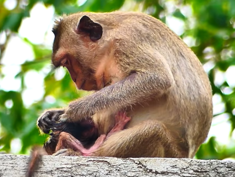 A Young Monkey Mom Gives Birth in the Wild